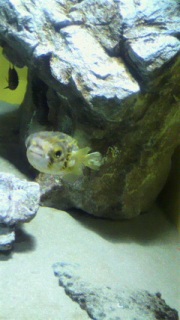 �T�U���O���[�u�t�B�b�V��