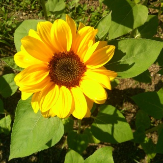 �ۂ�������̂Ђ܂��