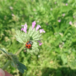 �Ă�Ă�Ă�Ƃ���